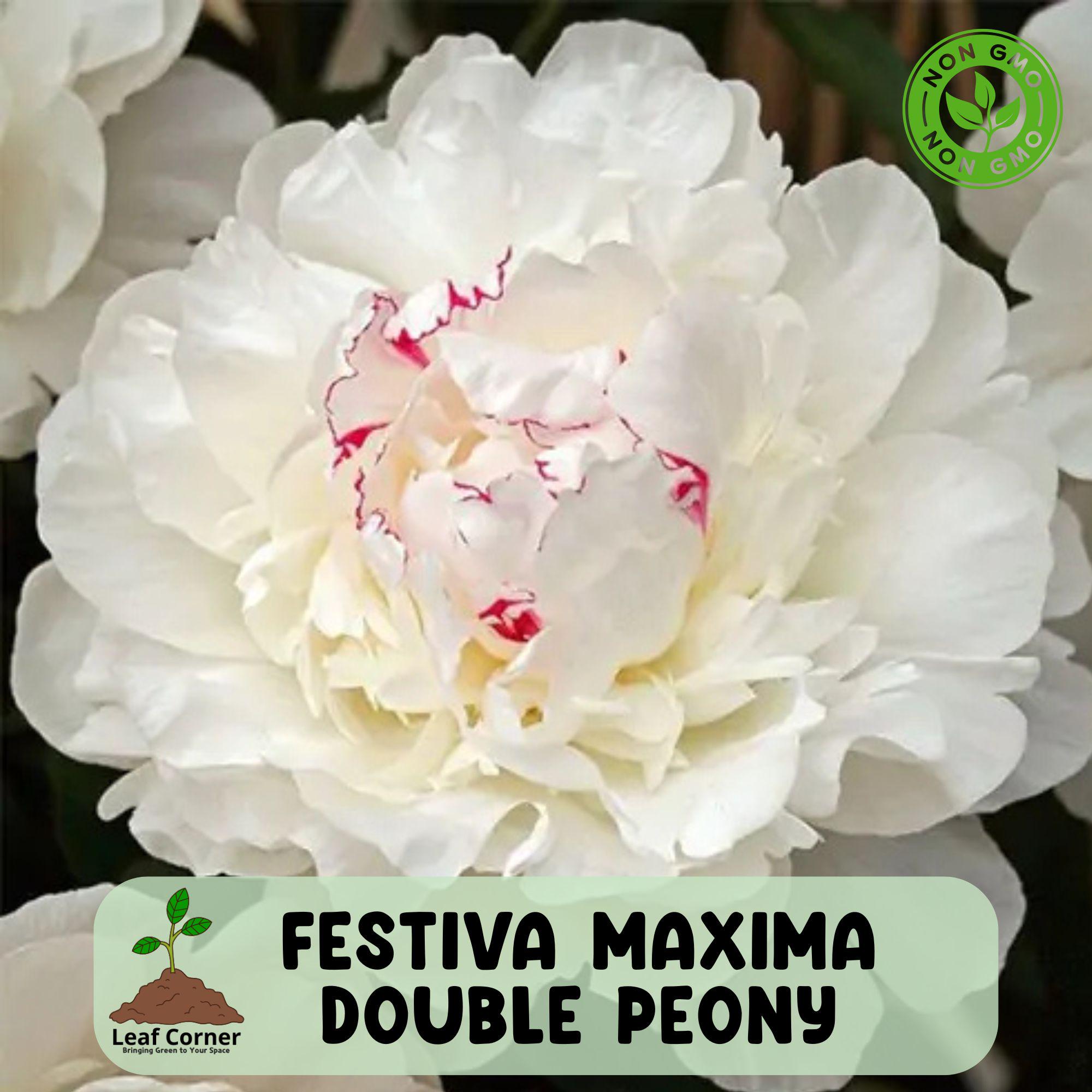 Festiva Maxima Double Peony, Live Perennial Root Bulb, White Peony ...