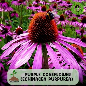 50 Purple Coneflower Seeds (Echinacea Purpurea), Organic Seeds, Heirloom Flower, Non-GMO, Favorite for Pollinator Gardens