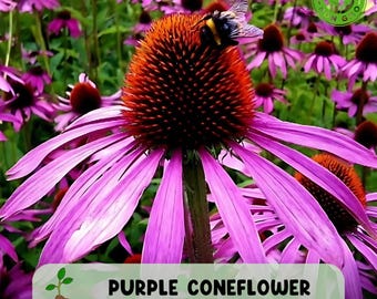 Organic Purple Coneflower Seeds: Heirloom Echinacea for Pollinators