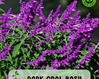 Mexican Sage ‘Santa Barbara, Salvia leucantha, Live Starter Plant