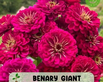 100 Benary Giant Wine Zinnia Seeds, Deep Burgundy Blooms, Tall Cut Flower Favorite