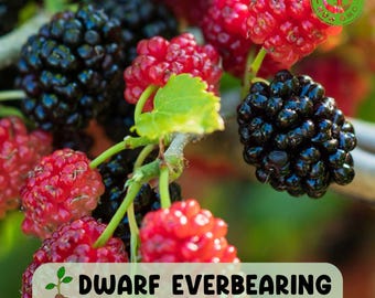 Live Dwarf Everbearing Mulberry Plant, Fast Growing, Produces Fruit Early, Free Shipping