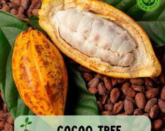 Wet Cacao Tree Seeds, Exotic Cocoa Seeds for Planting, Non GMO