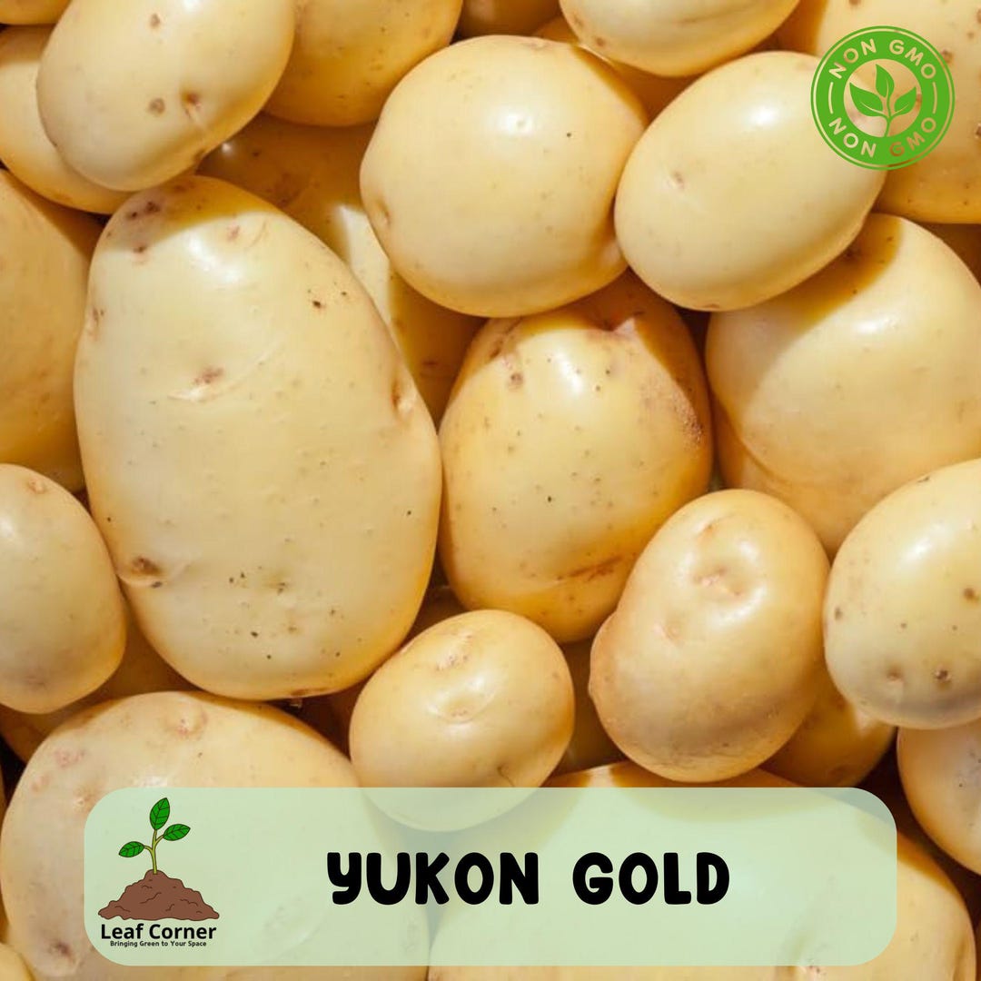 Yukon Gold Seed Potato