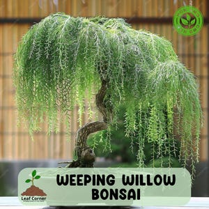 May include: A weeping willow bonsai tree with cascading green foliage and a textured, curved trunk. The tree is planted in a light green rectangular pot. The image includes the text "Weeping Willow Bonsai" and a "Non GMO" seal.