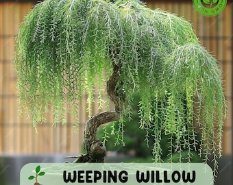 Live Dwarf Australian Weeping Willow Bonsai Tree - Fast Growing,  Indoor/outdoor - Etsy