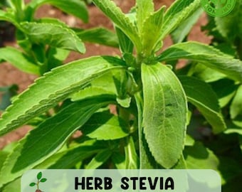Herb Stevia Rebaudiana Live Plant, Well Rooted Starter Plug, Natural Sweet Leaf Herb