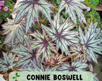 25 Connie Boswell Begonia Seeds: Rare Variegated Foliage Plant