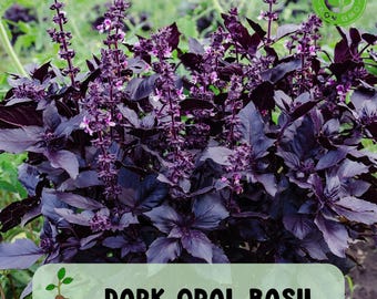 Dark Opal Basil Seeds, NON GMO, Deep Purple Aromatic Basil