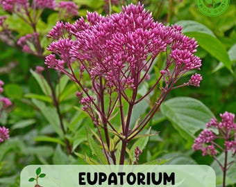 Eupatorium Baby Joe, Live Butterfly Plant Starter