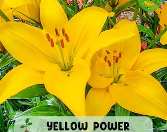 Yellow Power Asiatic Lily Bulb, Perennial Garden Flower