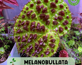 25 Melanobullata Begonia Seeds: Rare Textured Foliage for Indoor Gardens