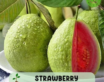 50 Tropical Strawberry Guava Seeds, Rare Pink Guava, Heirloom Non GMO
