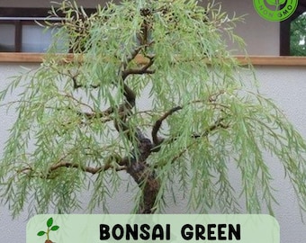 Green Weeping Willow Bonsai Cutting Tree, Cold Hardy, Fast-growing, Non GMO