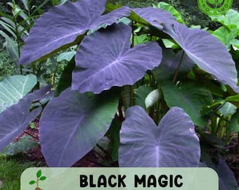 Black Magic Elephant Ear, Colocasia esculenta, Rare Tropical Foliage Plant for Garden and Patio