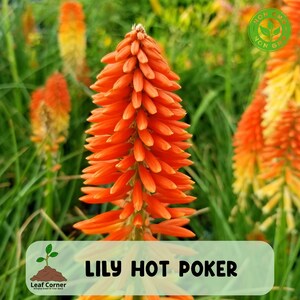 25 Royal Castle Torch Lily Seeds, Vibrant Hot Poker Flowers for Bold Garden Color