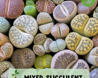 100 Mixed Lithops Seeds, Rare Living Stone Succulents, Indoor Houseplant, Cold Hardy