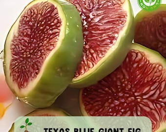 Texas Blue Giant Fig Seeds: Sweet, Rare Fruit Tree for Garden