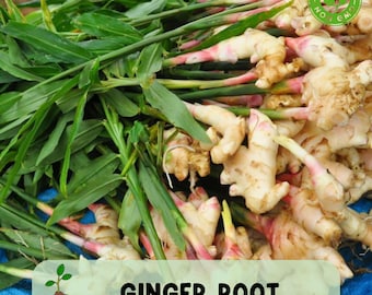 Fresh Ginger Root, Whole Rhizome Spice for Cooking, Tea, and Planting, Non GMO