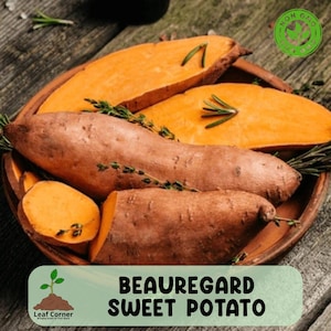 May include: A wooden bowl holds Beauregard sweet potatoes, some sliced, with vibrant orange flesh. The potatoes are accompanied by sprigs of rosemary. A green "NON GMO" seal and a Leaf Corner logo are visible.