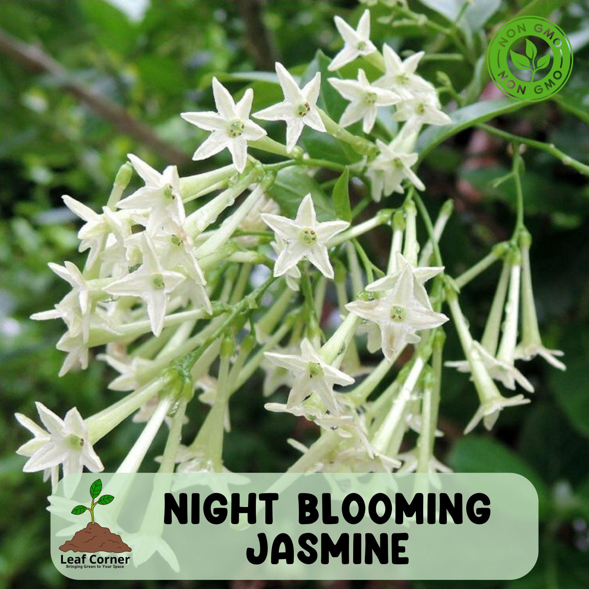 Night Blooming Jasmine Plant Live (half Gallon Pot) | Fragrant