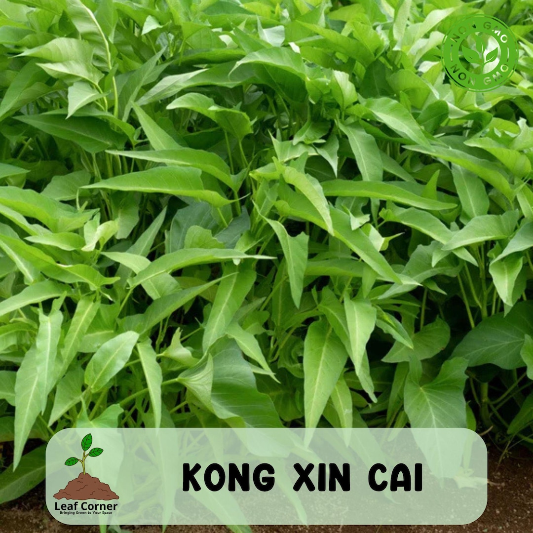 120pcs Water Spinach Kong Xin Cai Seeds Organic, Non GMO Heirloom ...