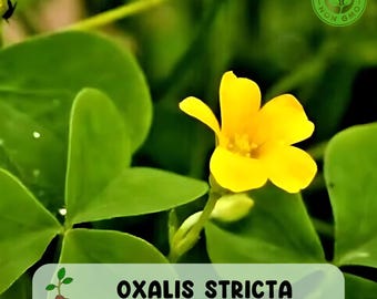 50 Organic Yellow Wood Sorrel Seeds, Lemon Clover Ground Cover