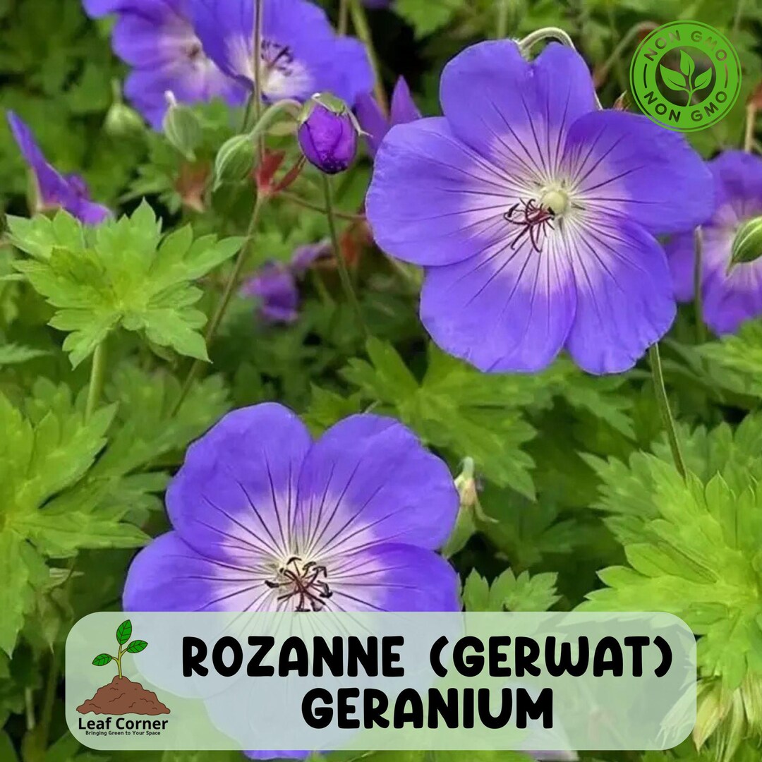 25 Rozanne (gerwat) Geranium Seeds, Award Winning Perennial for Long ...