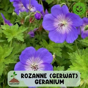May include: Close-up of Rozanne Geranium flowers with vibrant purple petals and white centers, surrounded by green foliage. The image includes the text "ROZANNE (GERWAT) GERANIUM" and a "Non GMO" seal.
