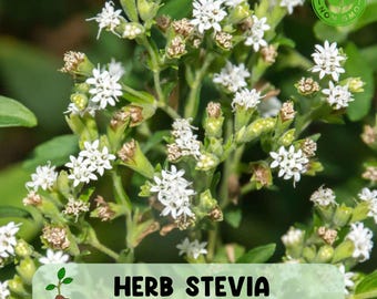 Herb Stevia Rebaudiana Live Plant in Plug, Well Rooted Starter for Sweet Natural Gardening