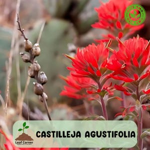 200 Indian Paintbrush seeds (Castilleja Agustifolia) seeds, Rare Wildflower, Desert Garden Favorite