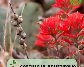 200 Indian Paintbrush seeds (Castilleja Agustifolia) seeds, Rare Wildflower, Desert Garden Favorite