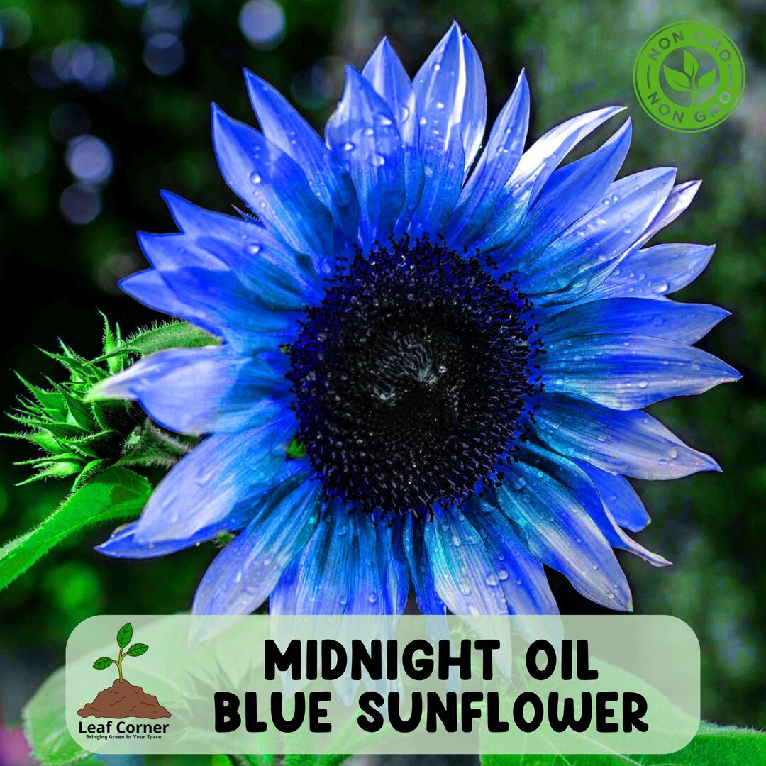Midnight Oil Blue Sunflower Seeds