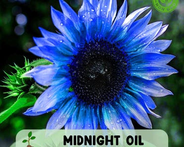 50 Midnight Oil Blue Sunflower Seeds - Rare Black Hybrid For A Unique Garden