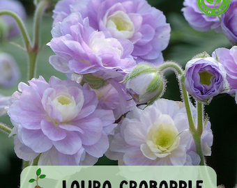 25 Summer Skies Geranium Seeds, Rare Double Blooms in Lavender, Blue for Cottage Gardens