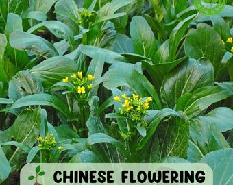 Yu Choy Seeds: Chinese Flowering Cabbage, 200+ USA Grown