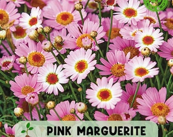 200 Pink Marguerite Daisy Seeds, Soft Pink Blooms for Cottage and Pollinator Gardens