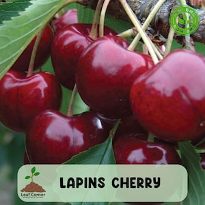 May include: Close-up of Lapins cherries, a variety of sweet cherries, with a deep red color and glossy skin. The cherries are attached to green stems and surrounded by green leaves. The image includes a "GMO NON GMO" seal.
