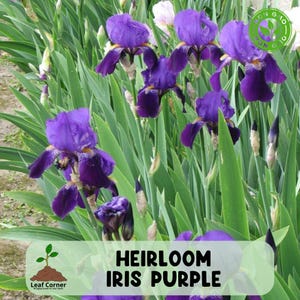 May include: A cluster of vibrant purple heirloom iris flowers with green foliage. The image features the text "HEIRLOOM IRIS PURPLE" in white letters on a green background. The flowers are in full bloom.