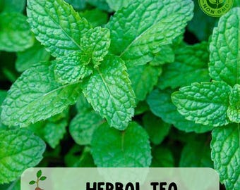 1000 Mint Seeds: Non-GMO, Heirloom Herb for Tea,, Cold Hardy