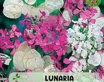 Lunaria Silver Dollar Money Plant Live, Fortune Symbol for Garden and Home