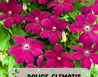 25 Rouge Clematis Seeds, Bold Red Flowering Vine for Trellises and Fences