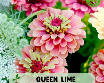 100 Queen Lime Red Zinnia Seeds, Unique Bicolor Blooms, Pollinator Magnet
