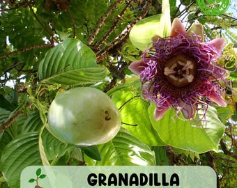Live Giant Granadilla Passion Fruit Passiflora Starter, Includes Free Shipping