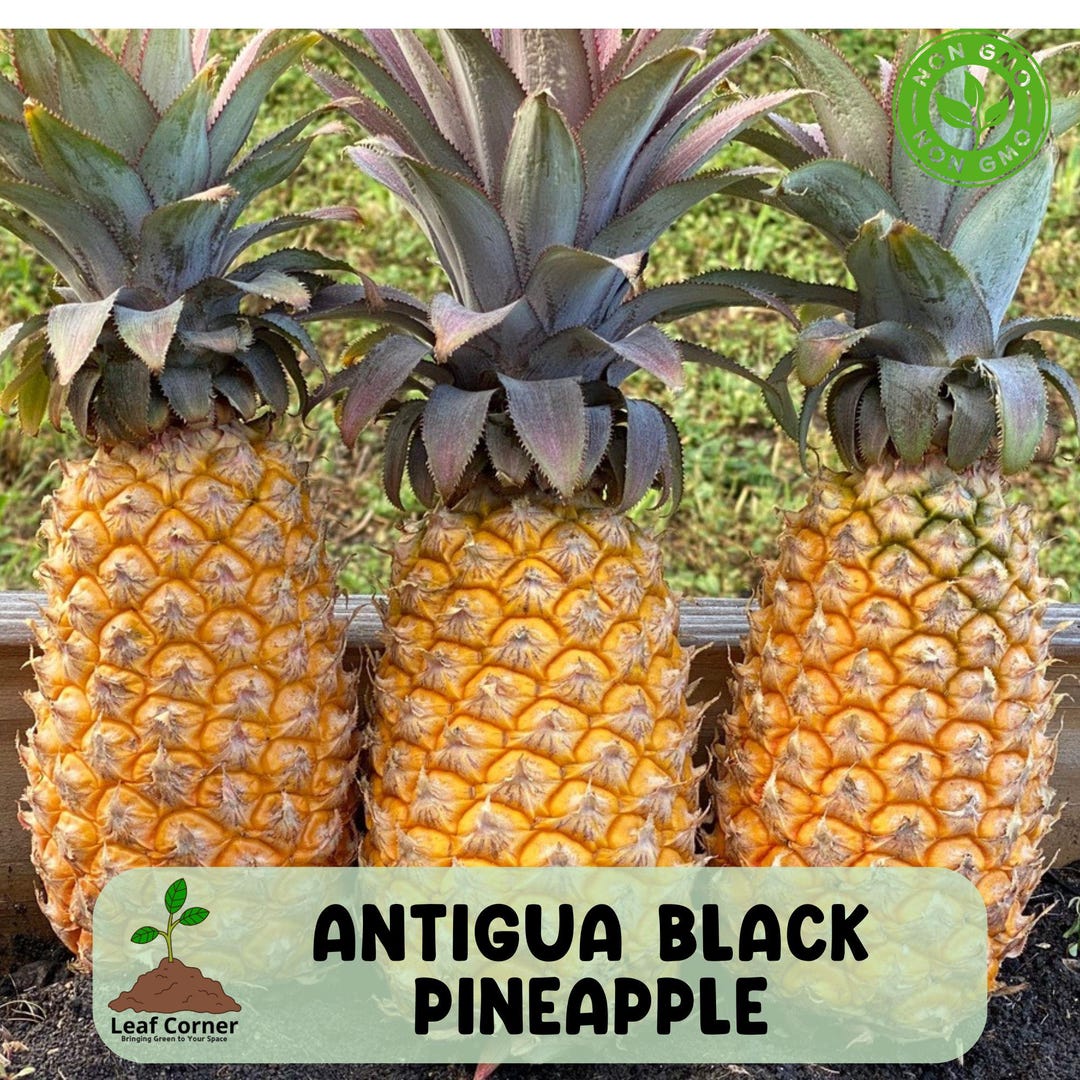 Antigua Black Pineapple Seeds: Rare Tropical Fruit, Super Sweet Variety -  Etsy