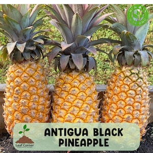 15 Antigua Black Pineapple Seeds, Rare Tropical Fruit, Super Sweet & Low Acid Variety, Ananas comosus