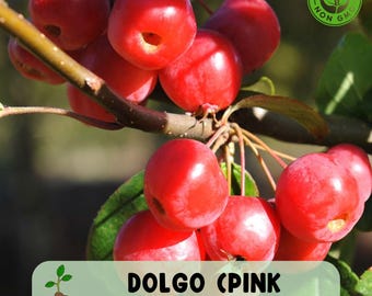 25 Dolgo Crabapple Seeds, Pink Glow Variety, Edible Fruit and Ornamental Tree, Cold Hardy
