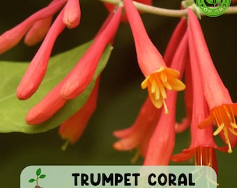 Trumpet Coral Honeysuckle Vine, Lonicera sempervirens, Live Starter Climbing Plant
