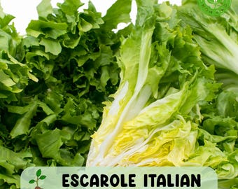 Escarole Italian Endive Seeds, Heirloom Non-GMO