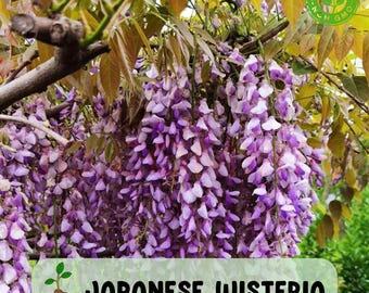Japanese Wisteria Seeds, Purple Flowering Vine, Trellis Climber (10 Seeds)